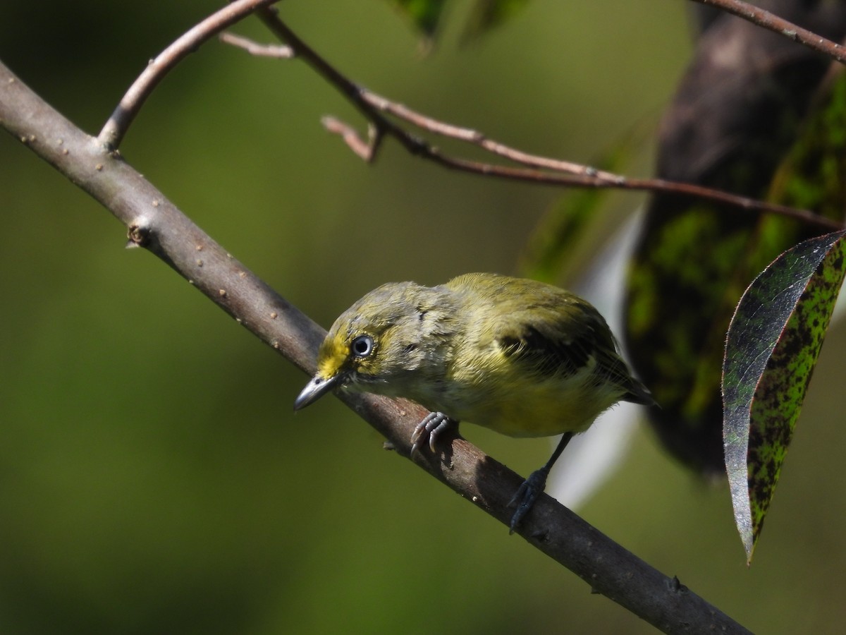 White-eyed Vireo - ML622808325