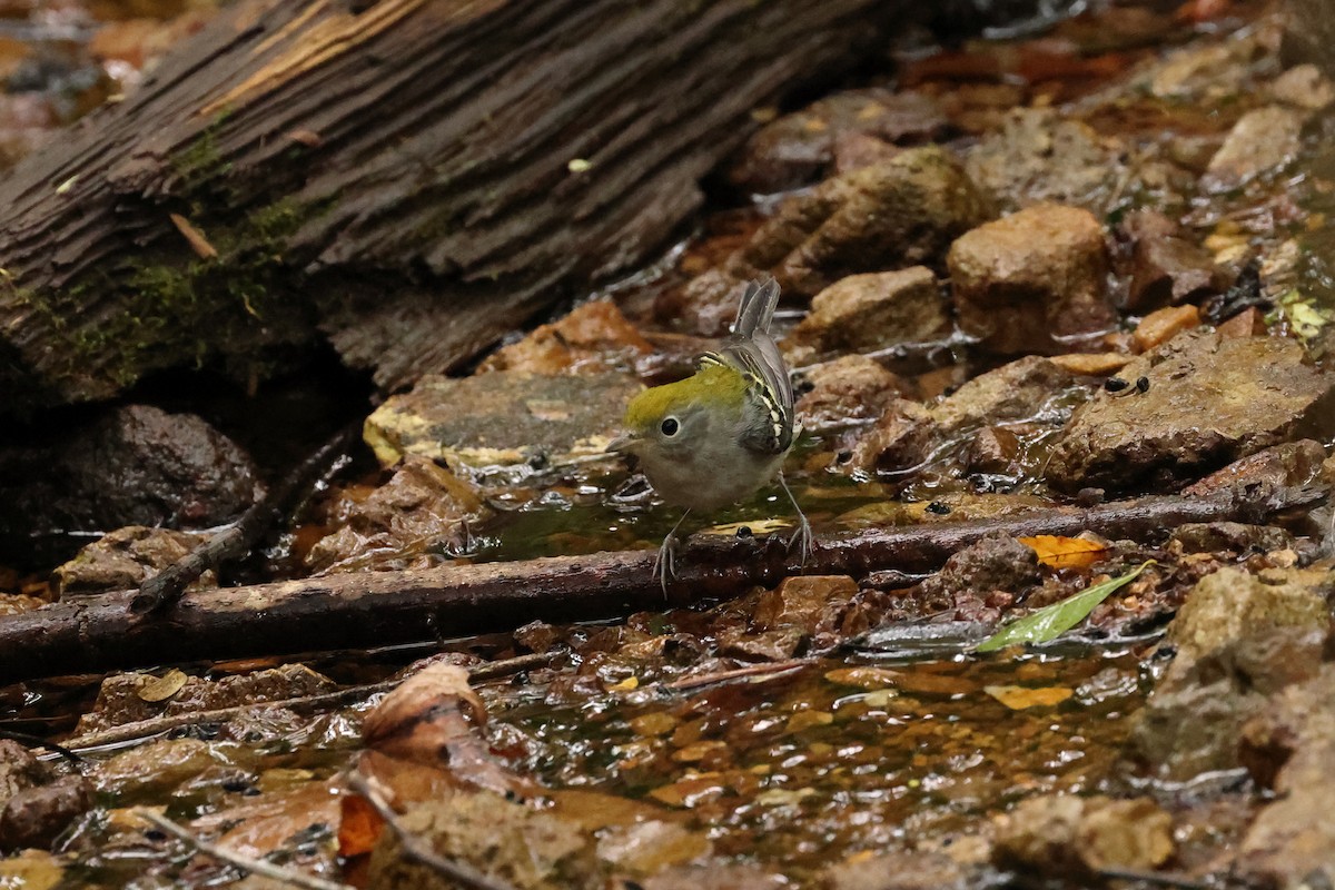 Chestnut-sided Warbler - Rick Remy