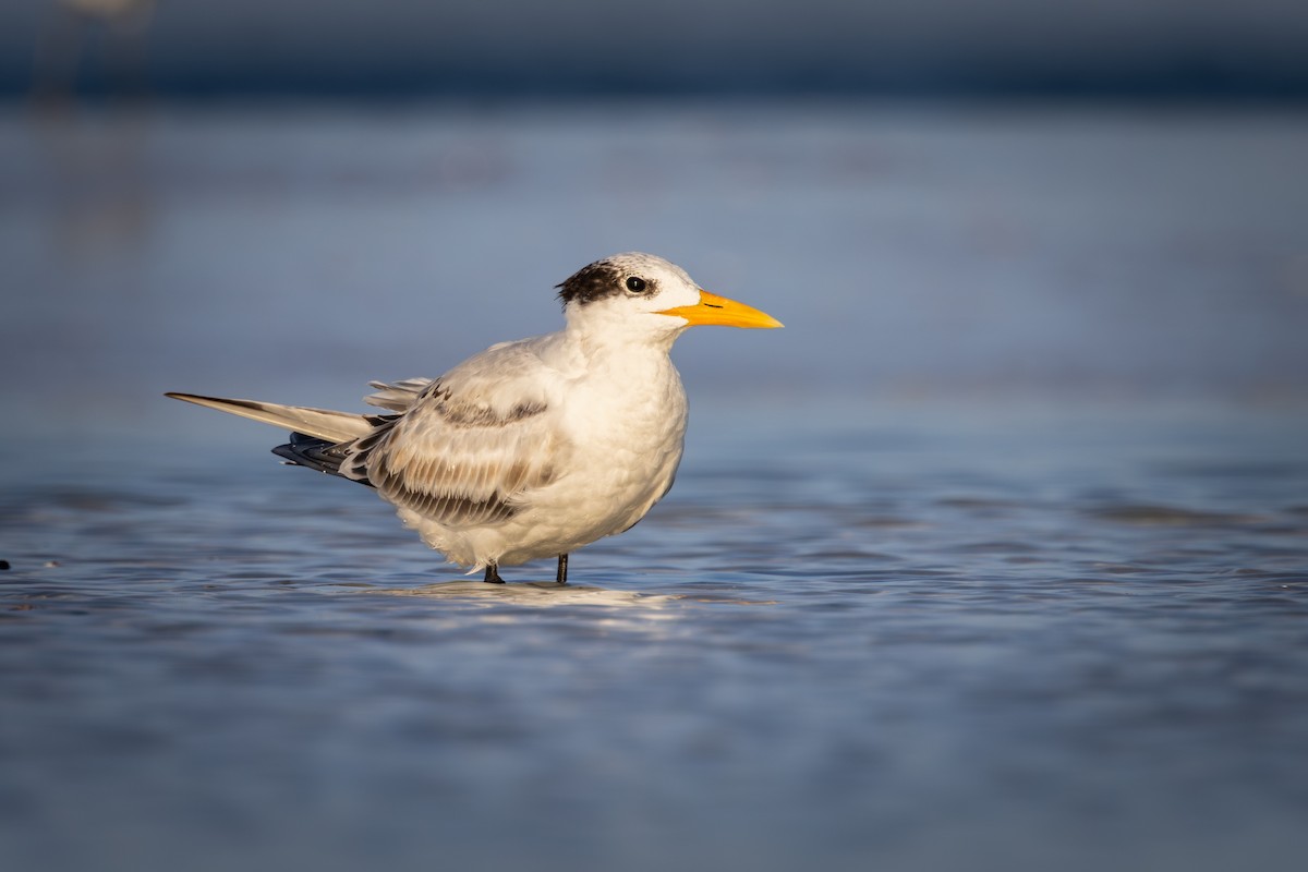 Royal Tern - Mark Sak