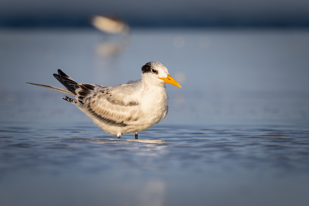 Royal Tern - Mark Sak