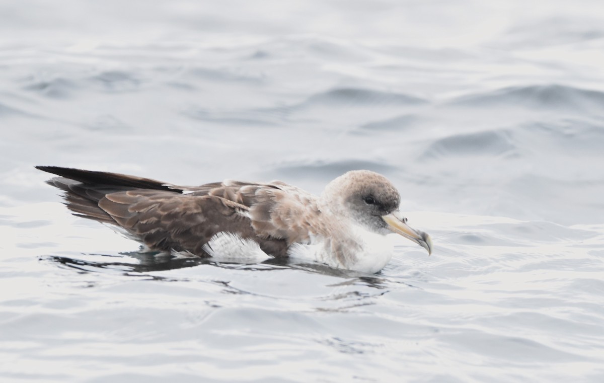 Cory's Shearwater - ML622808452