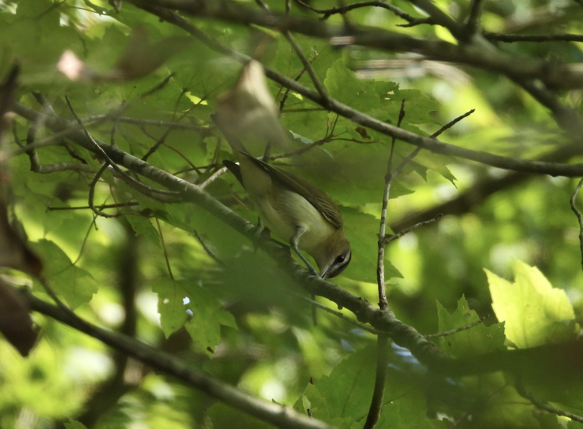 Red-eyed Vireo - ML622808479