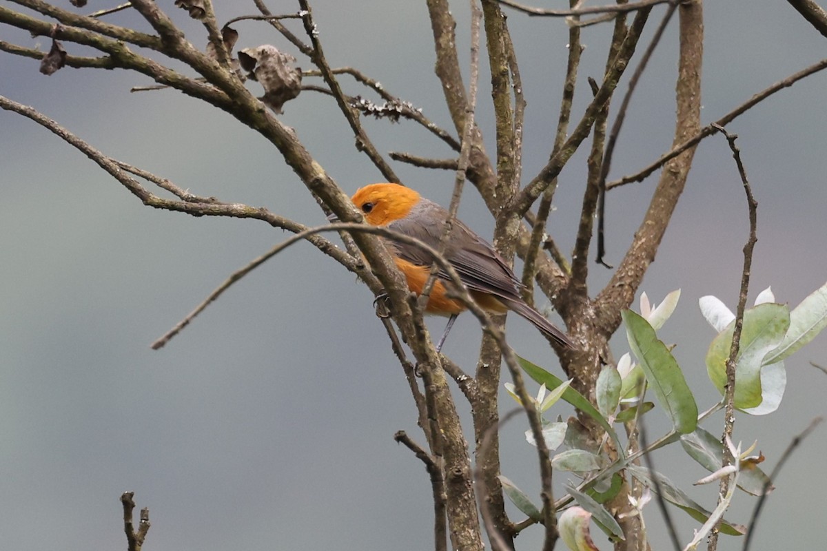 Rufous-chested Tanager - ML622808482