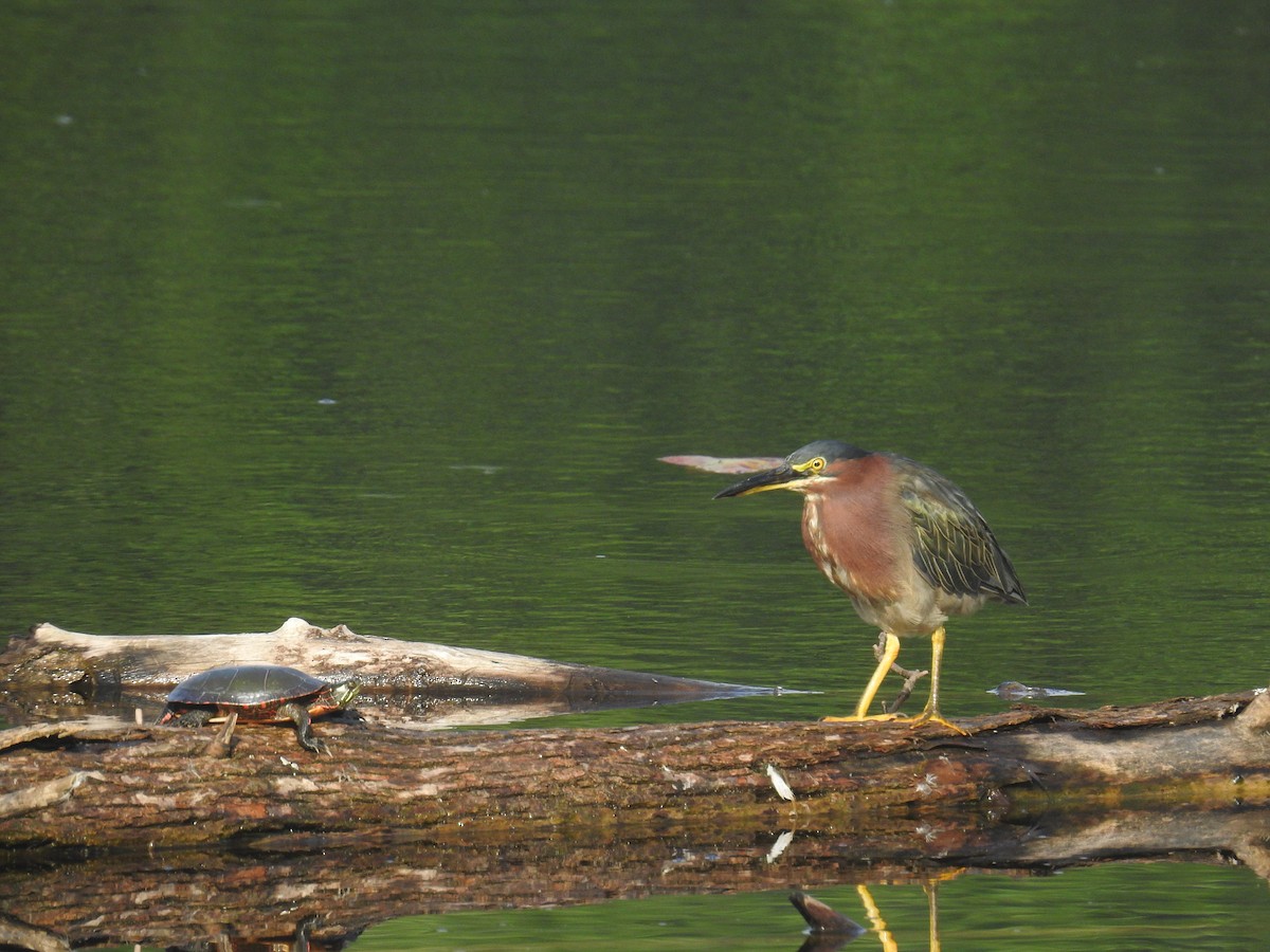 Green Heron - ML622808522