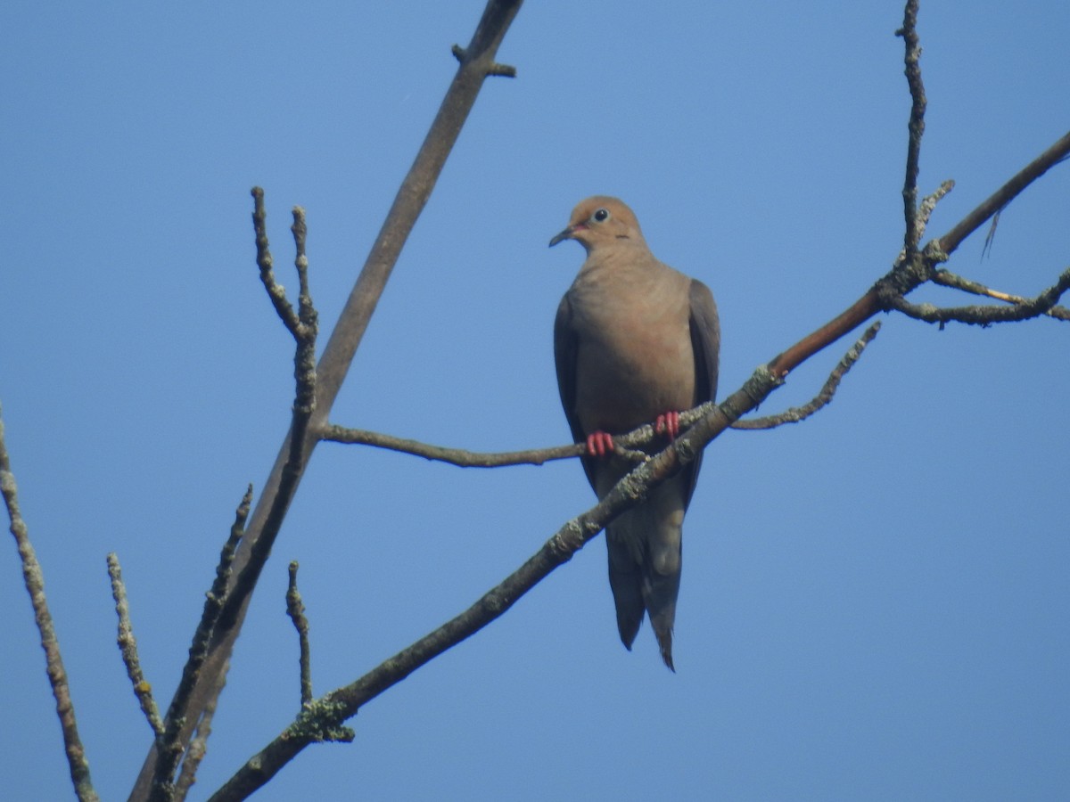 Mourning Dove - ML622808553