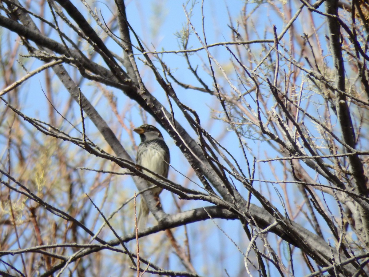 Spanish Sparrow - ML622808595