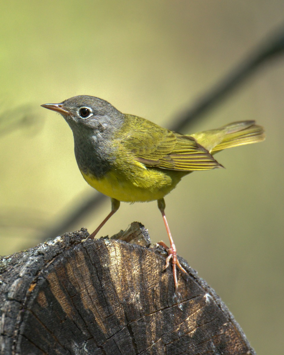 Connecticut Warbler - ML622808632