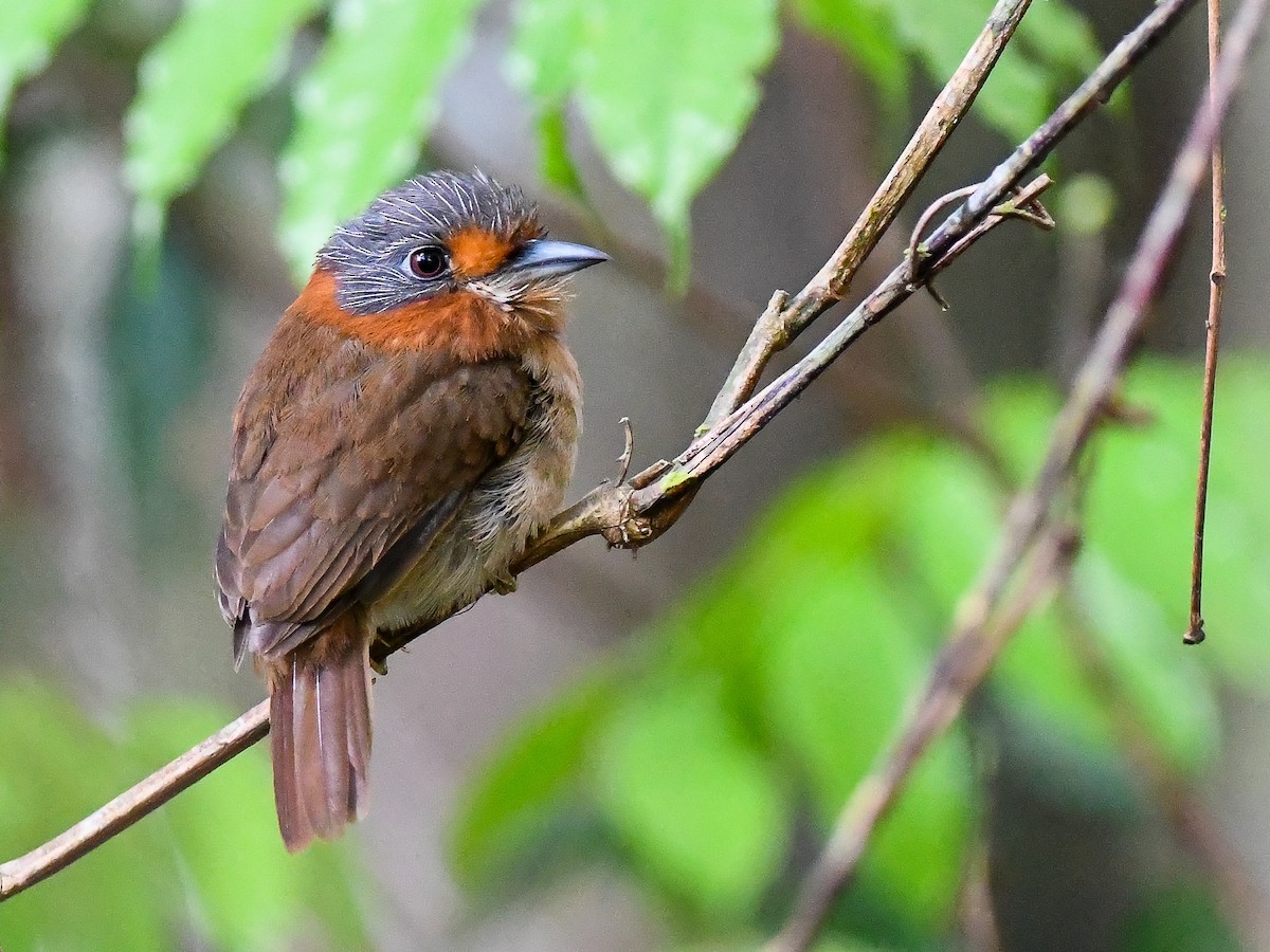 Rufous-necked Puffbird - ML622808667