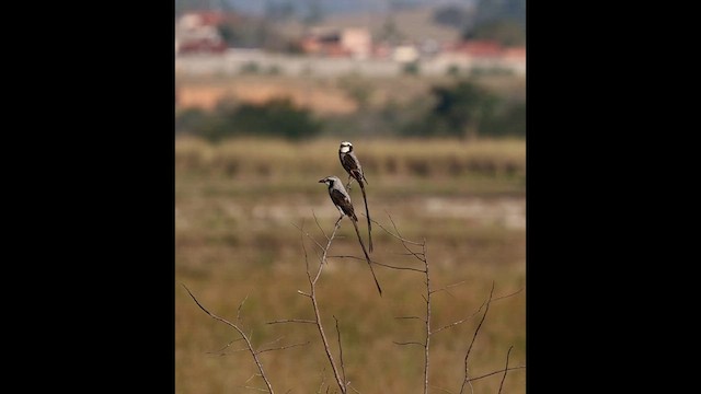 Moucherolle yétapa - ML622808766