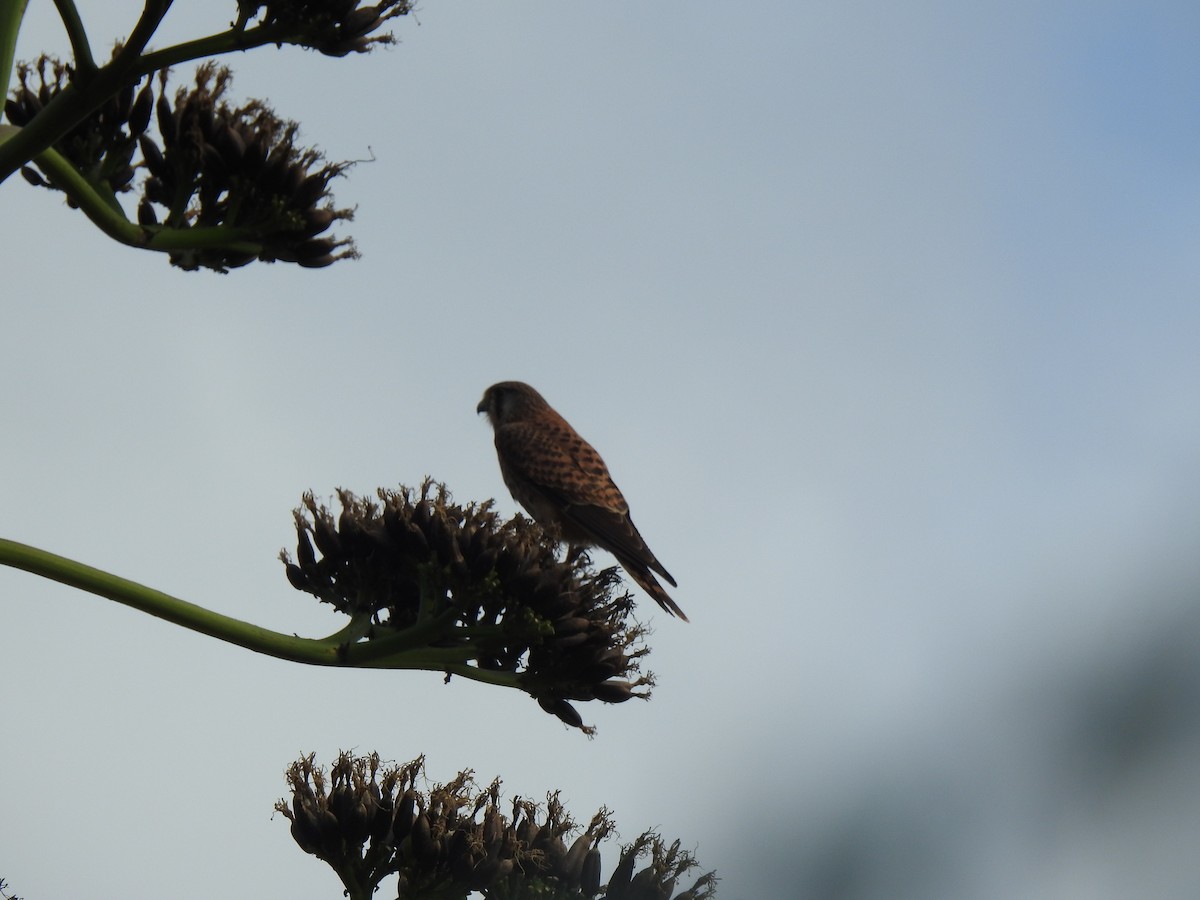 チョウゲンボウ（canariensis／dacotiae） - ML622808818