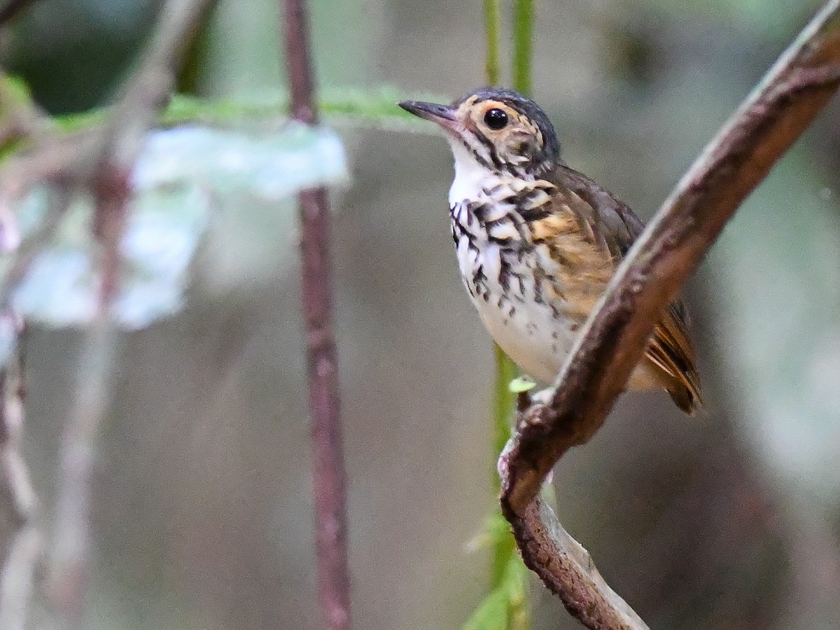 Alta Floresta Antpitta - ML622808826