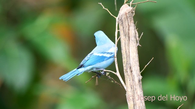 Blue-gray Tanager (White-edged) - ML622808849