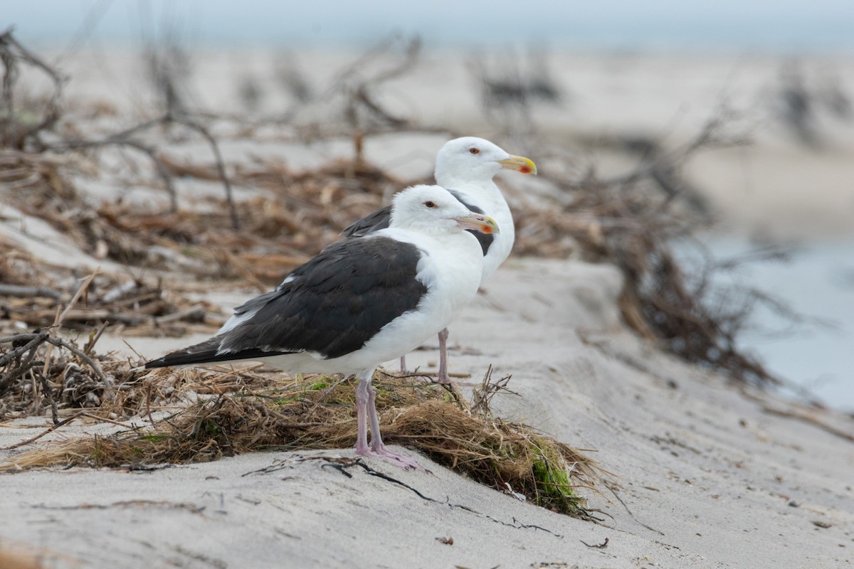 Great Black-backed Gull - ML622808883