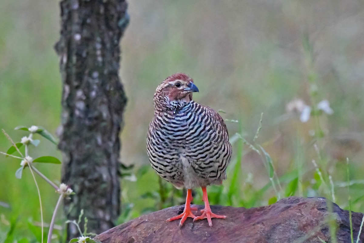 Rock Bush-Quail - ML622808895