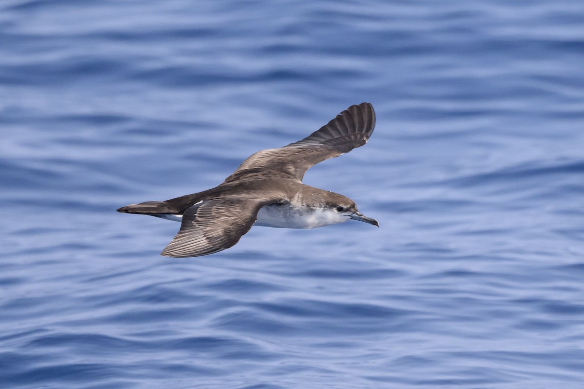 Audubon's Shearwater - ML622808939