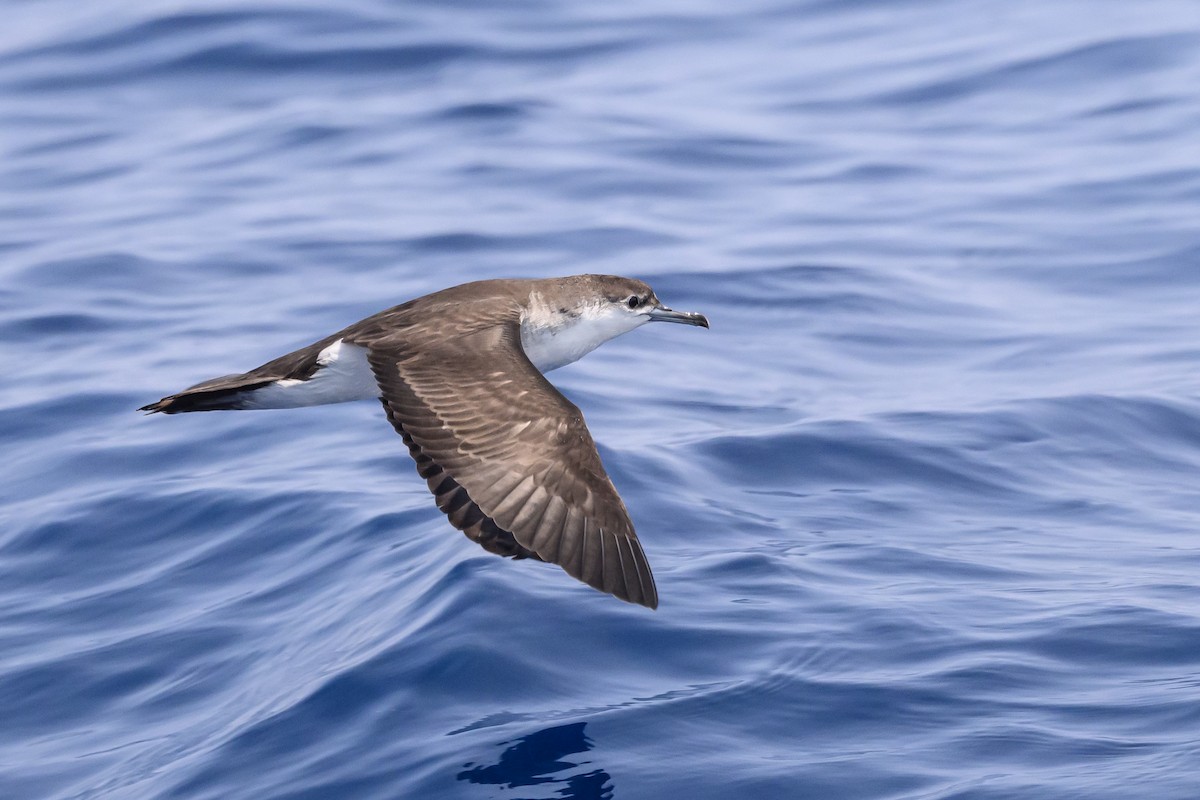 Audubon's Shearwater - ML622808940