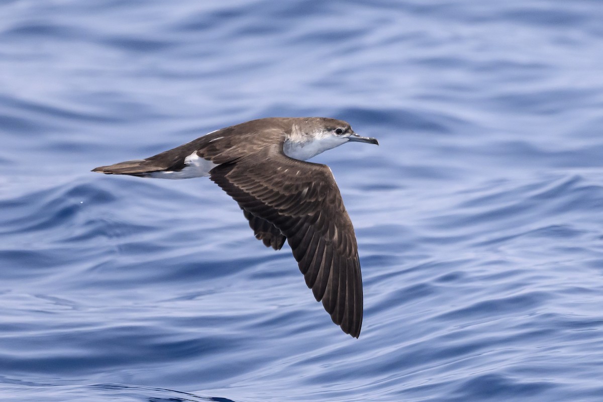 Audubon's Shearwater - ML622808941