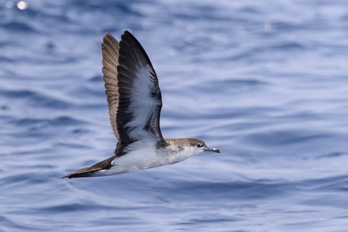 Audubon's Shearwater - ML622808942