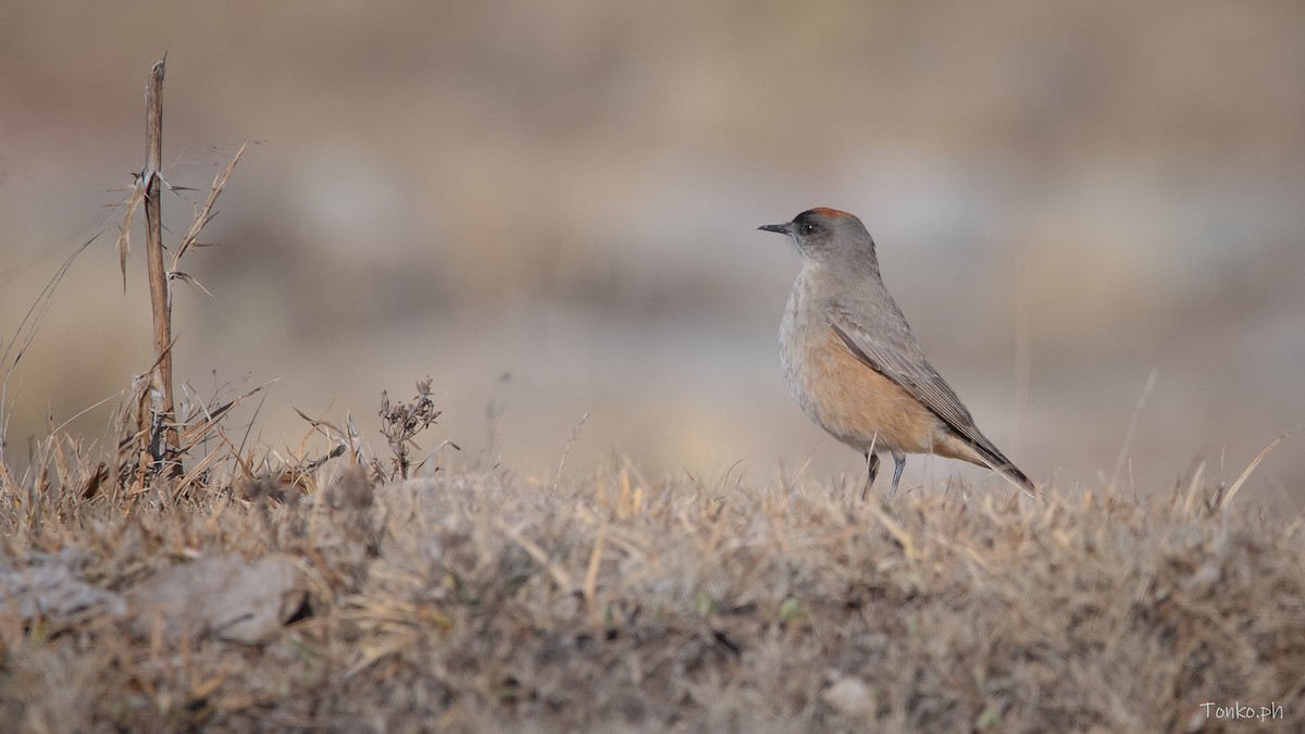 Cinnamon-bellied Ground-Tyrant - ML622809006