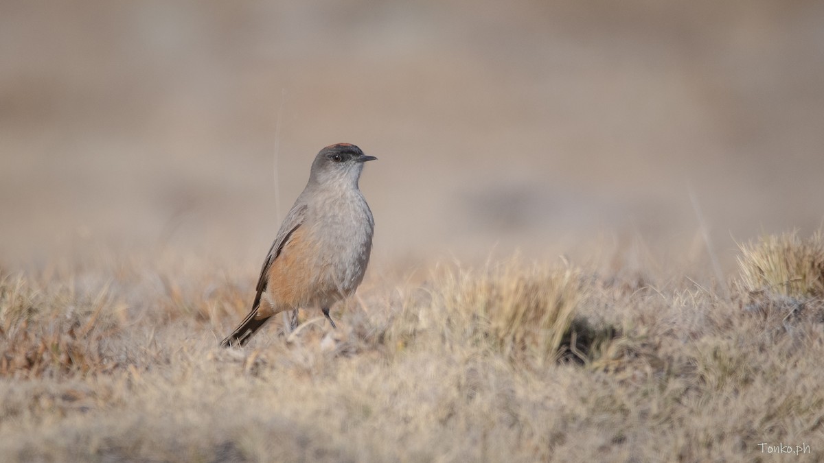 Cinnamon-bellied Ground-Tyrant - ML622809007