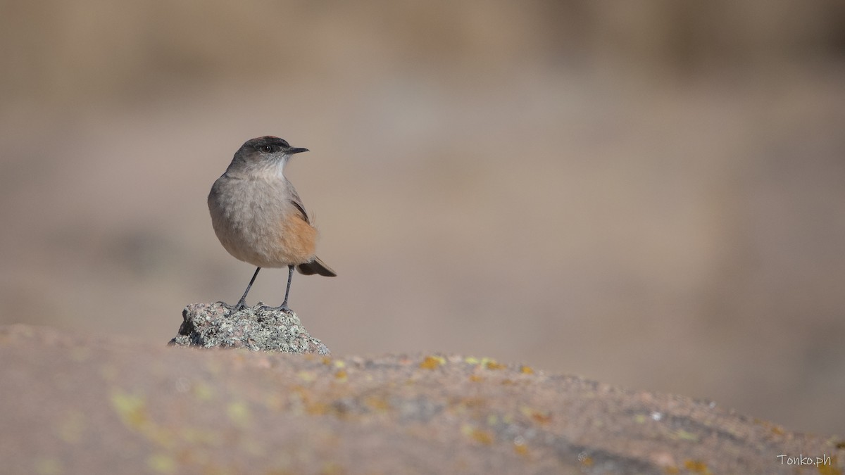 Cinnamon-bellied Ground-Tyrant - ML622809008