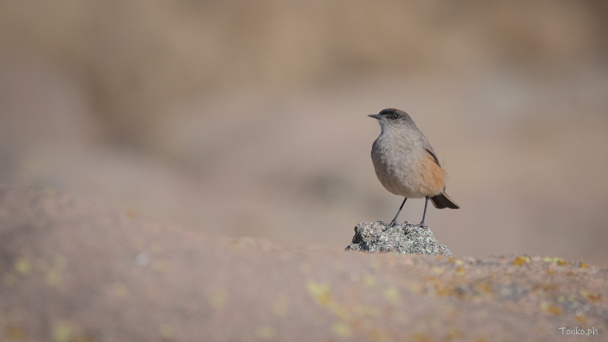 Cinnamon-bellied Ground-Tyrant - ML622809009