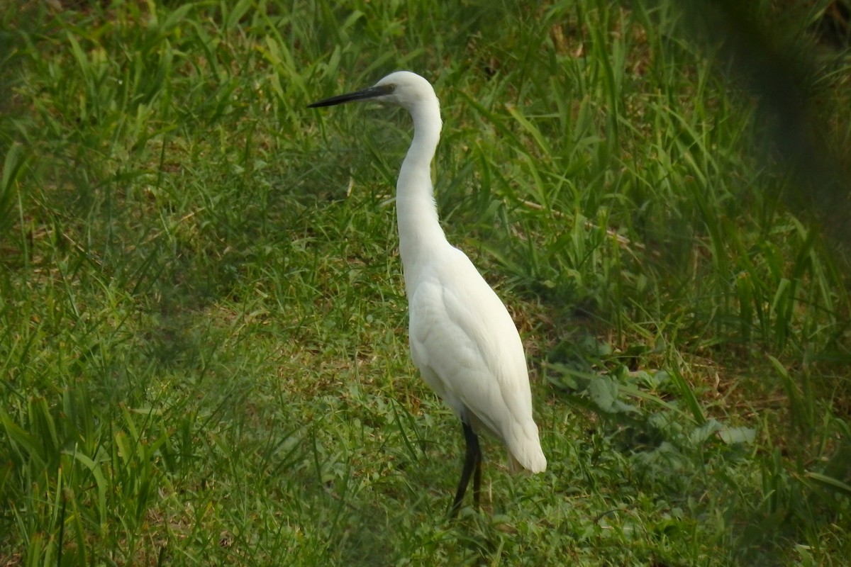 Little Egret - ML622809018