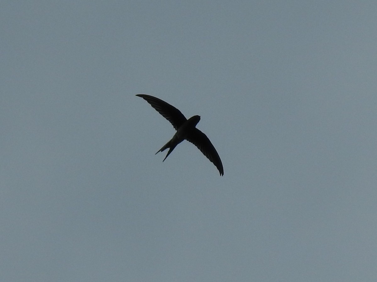 Gray-rumped Treeswift - ML622809021