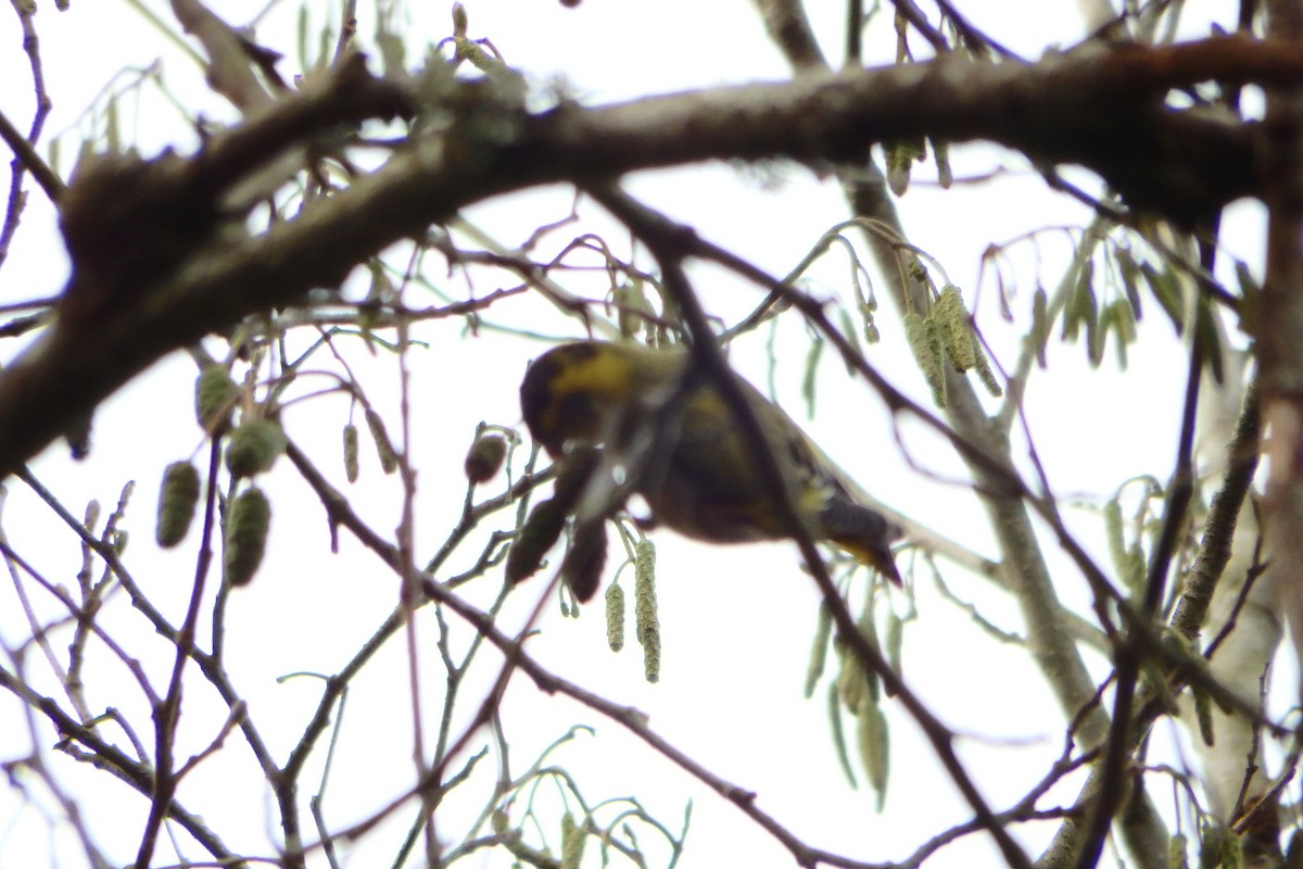 Eurasian Siskin - ML622809022