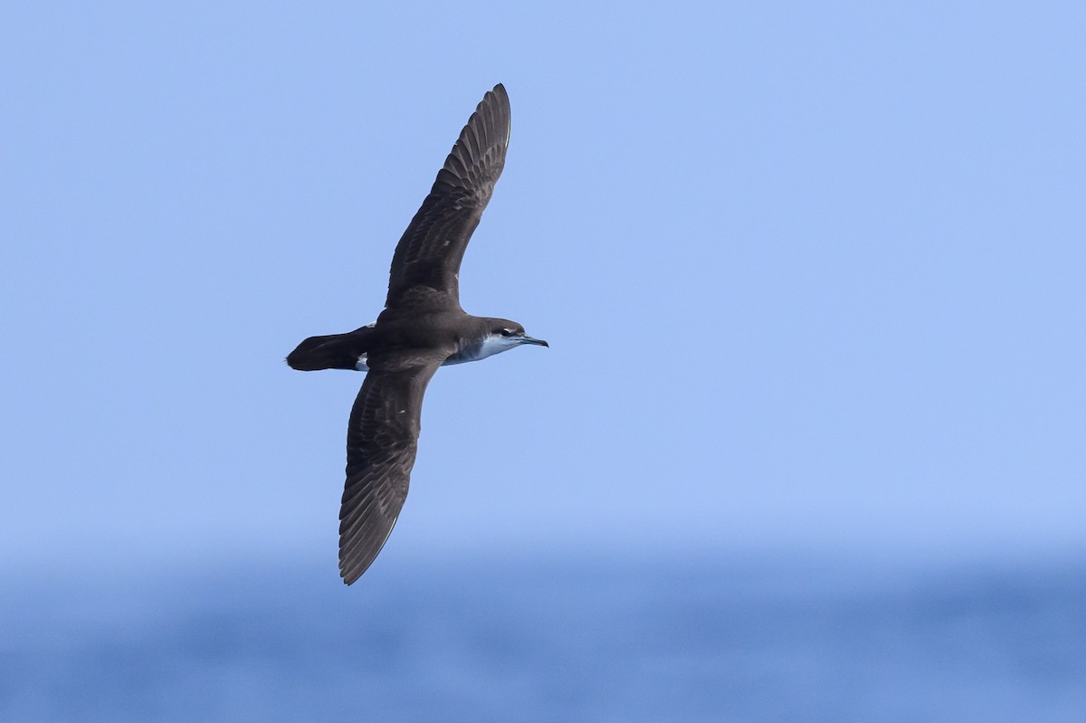 Audubon's Shearwater - ML622809057