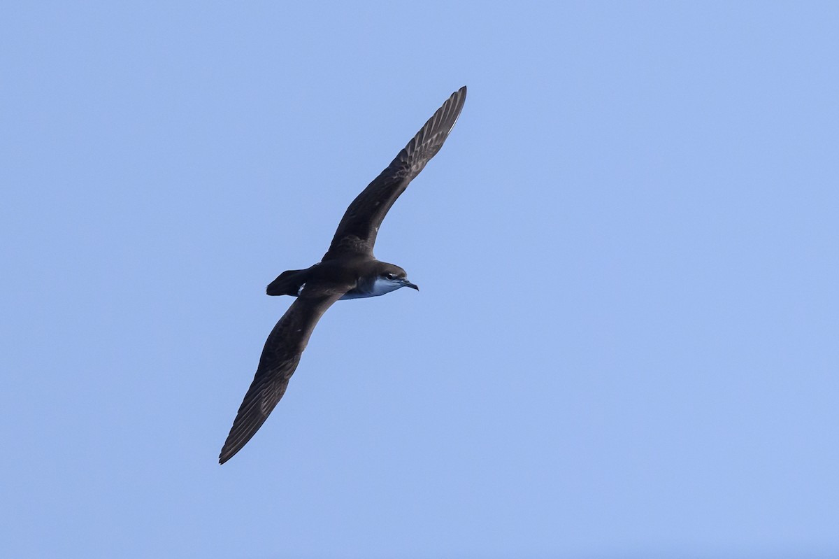 Audubon's Shearwater - Stephen Davies