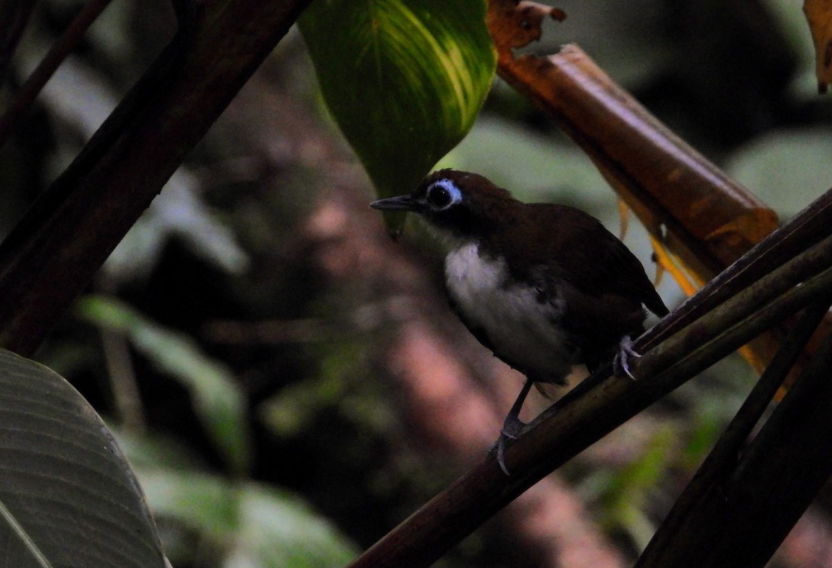 Bicolored Antbird - ML622809062