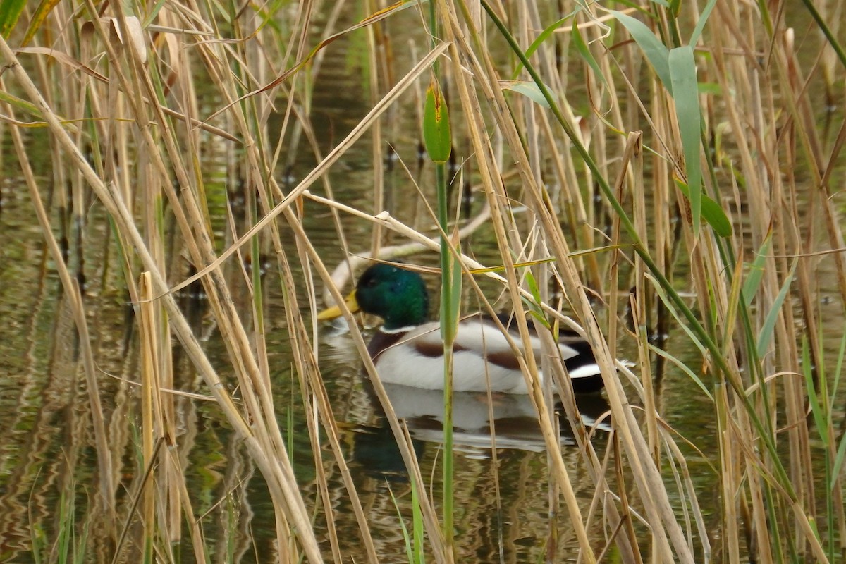 Mallard - Duarte Frade