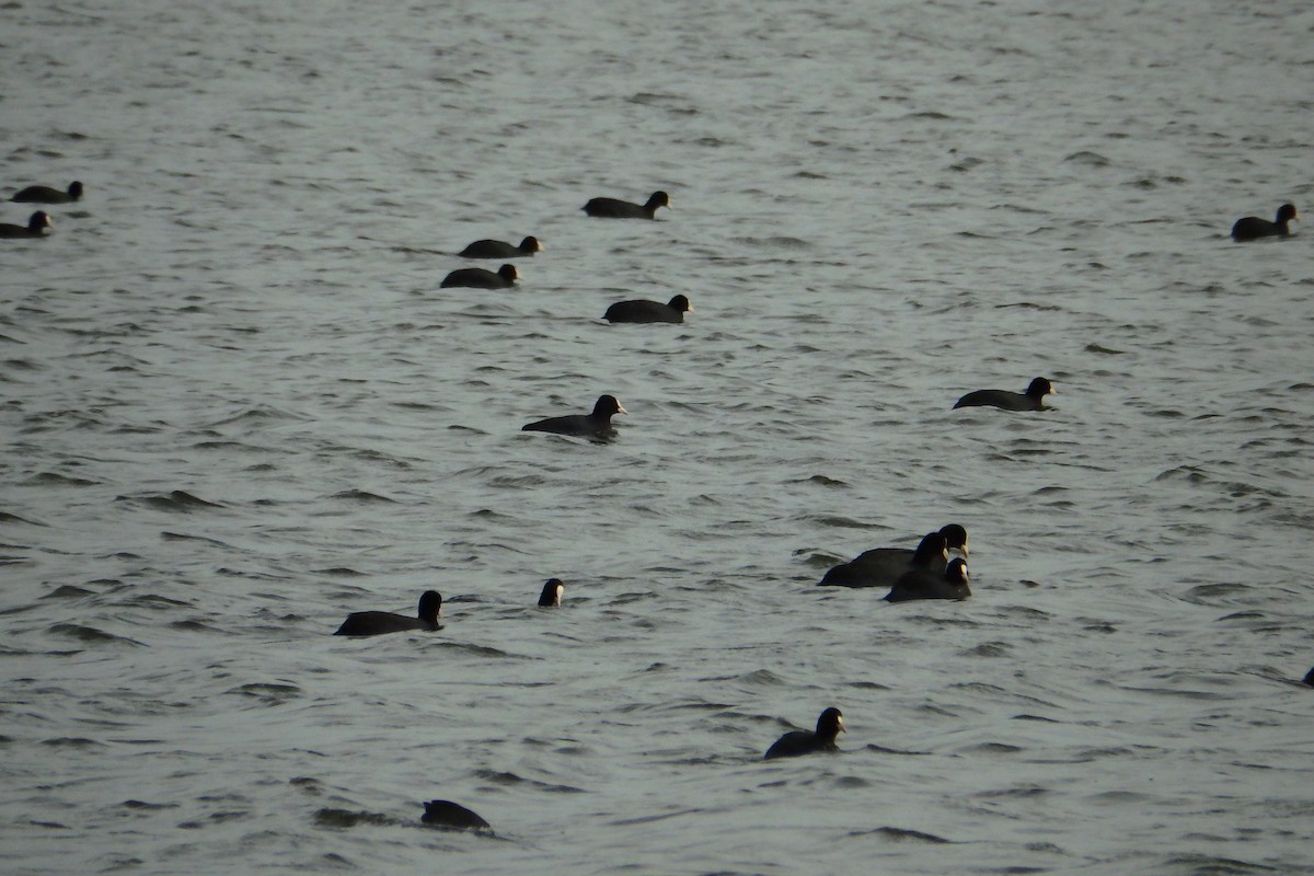 Eurasian Coot - ML622809121