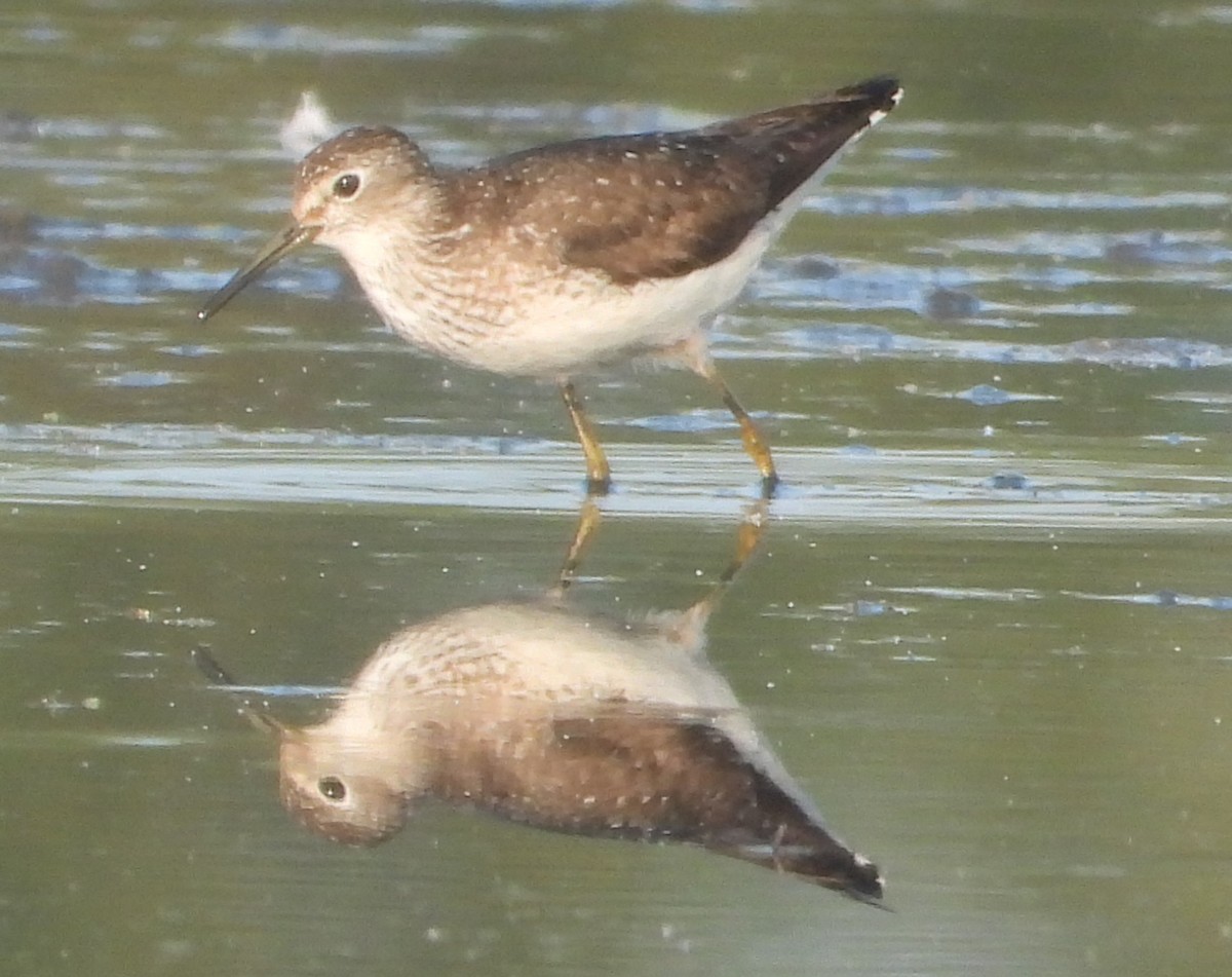 Solitary Sandpiper - Brent Daggett