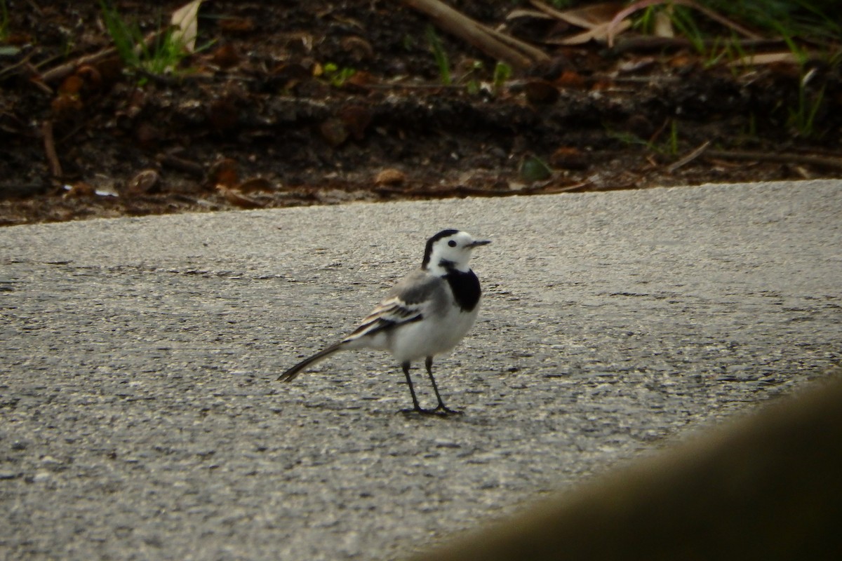 White Wagtail (White-faced) - ML622809224