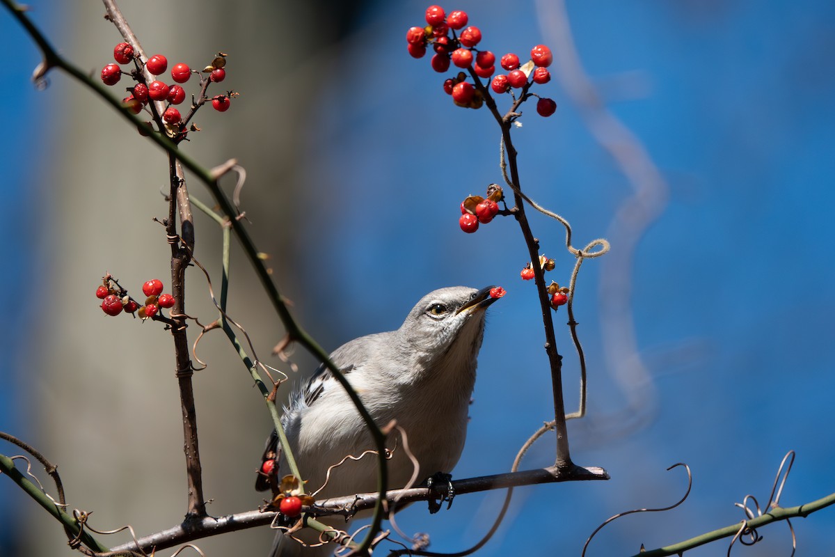 Northern Mockingbird - Anthony Esposito