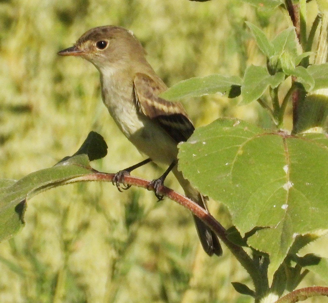 new world flycatcher sp. - ML622809312