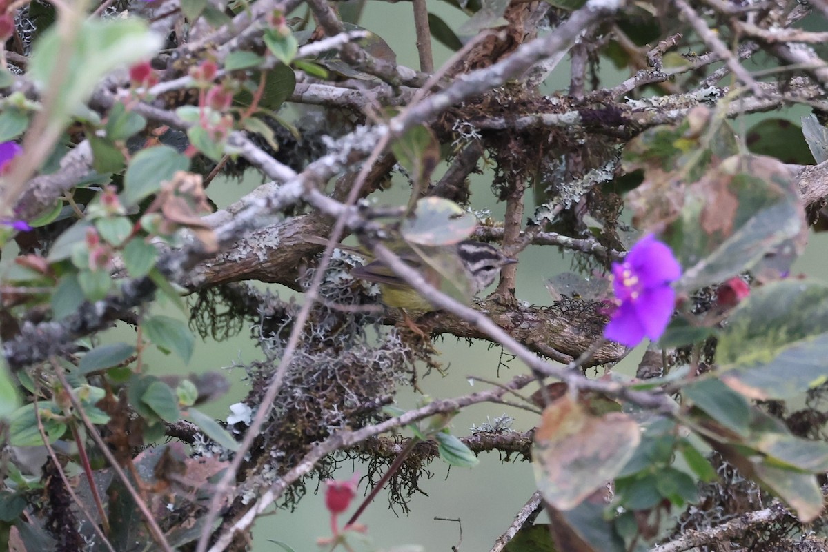 Three-banded Warbler - ML622809343