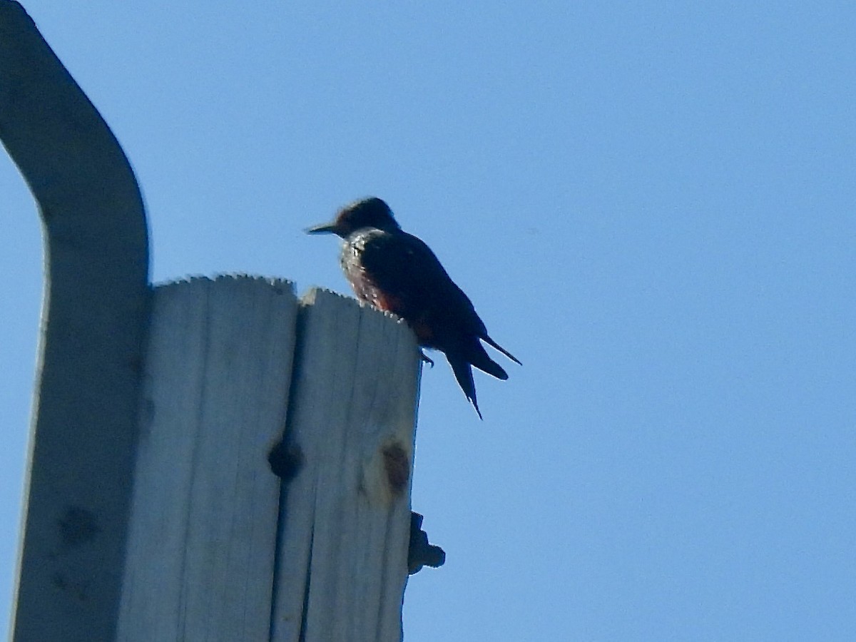 Lewis's Woodpecker - ML622809352