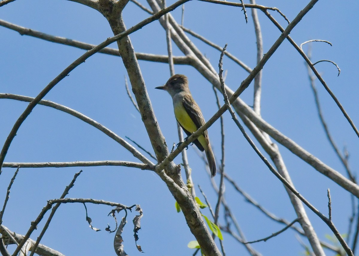 Swainson's Flycatcher - ML622809358