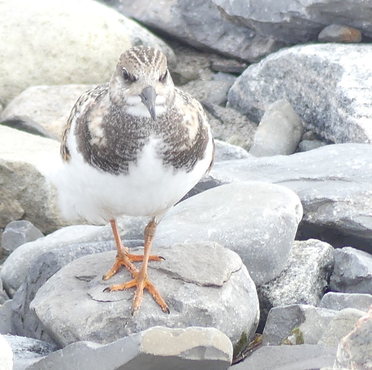 eBird Checklist - 22 Aug 2024 - Pointe de Maizerets - 32 species (+2 ...