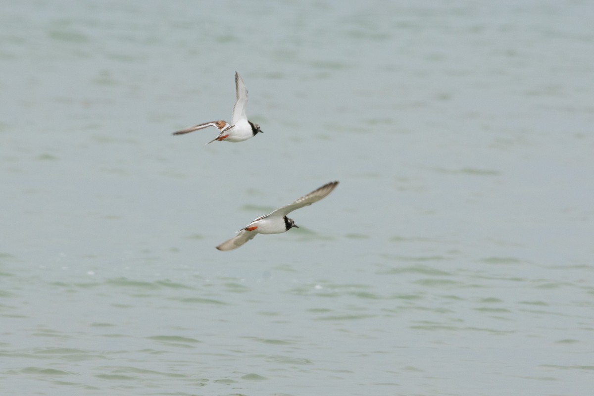 Ruddy Turnstone - ML622809423