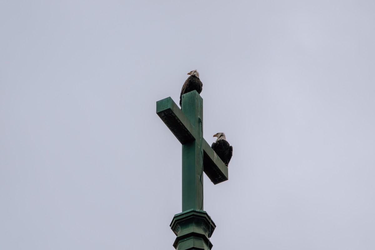 Bald Eagle - ML622809429