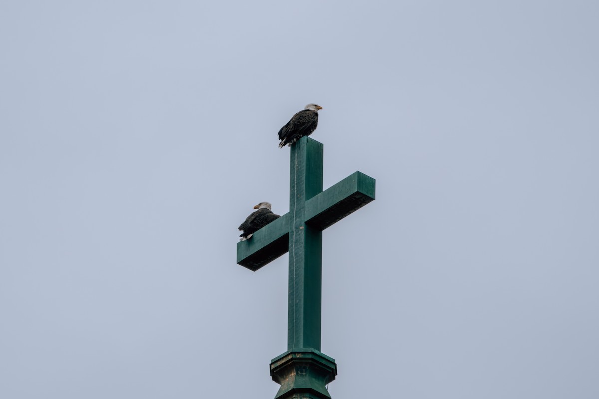 Bald Eagle - ML622809430
