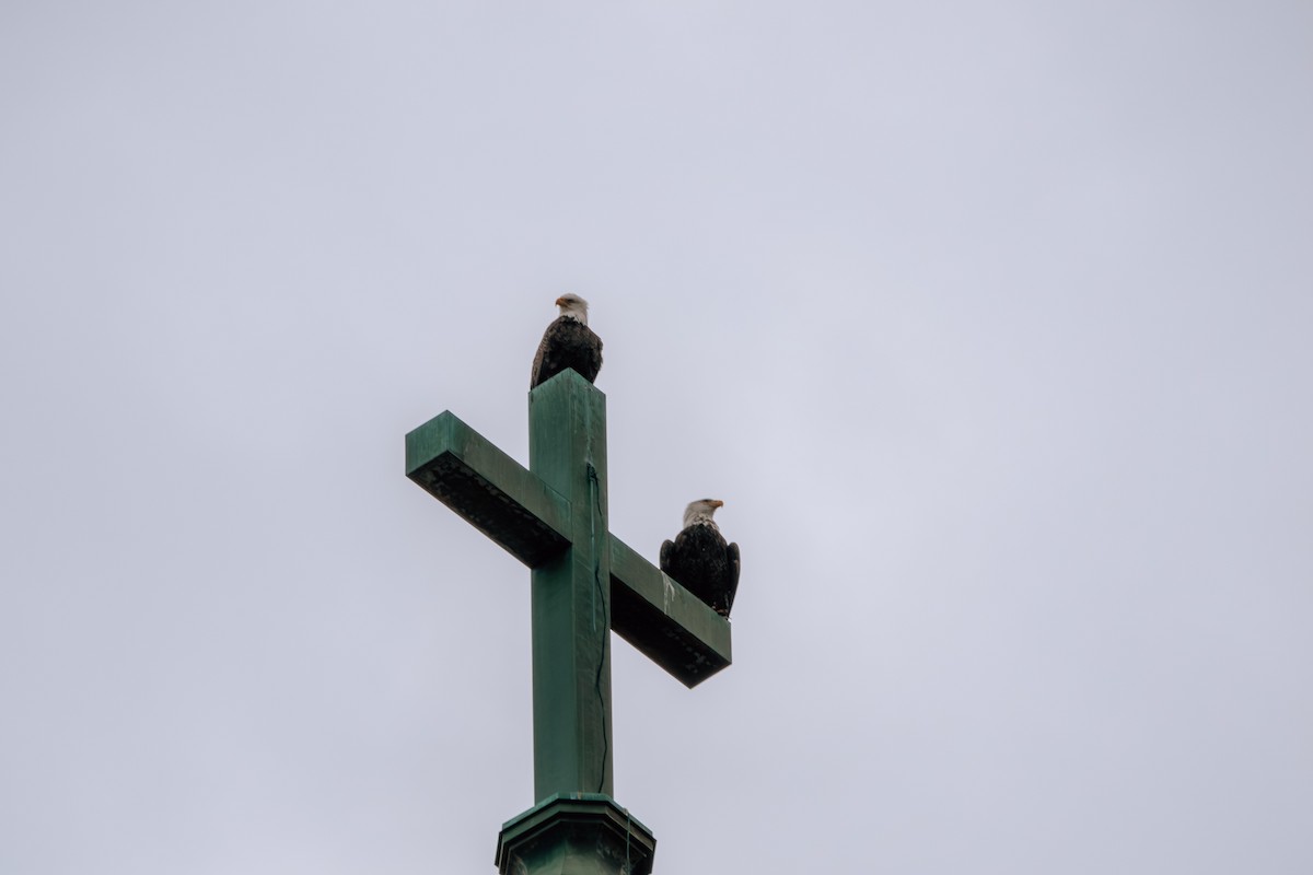 Bald Eagle - ML622809431