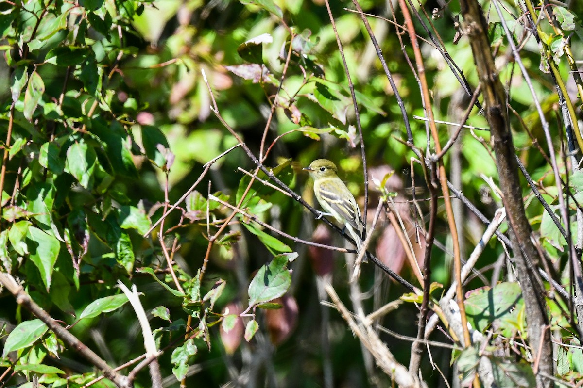 Yellow-bellied Flycatcher - ML622809452