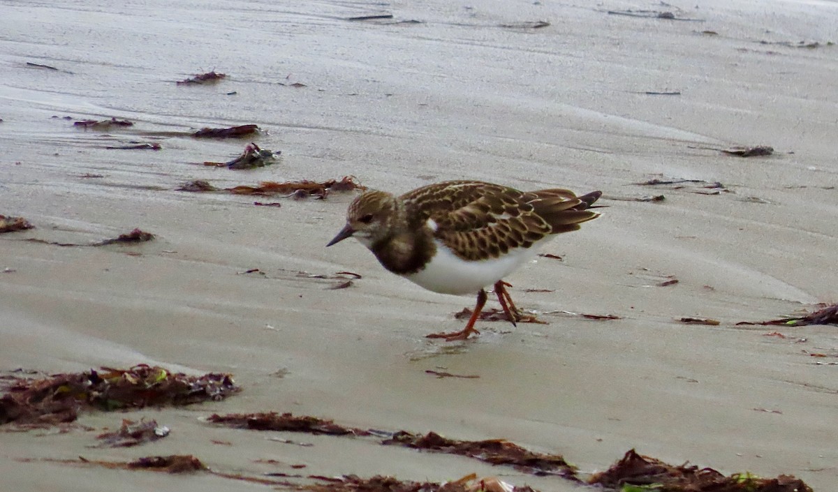 Ruddy Turnstone - ML622809486