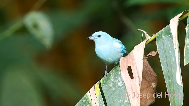 Blue-gray Tanager (White-edged) - ML622809492
