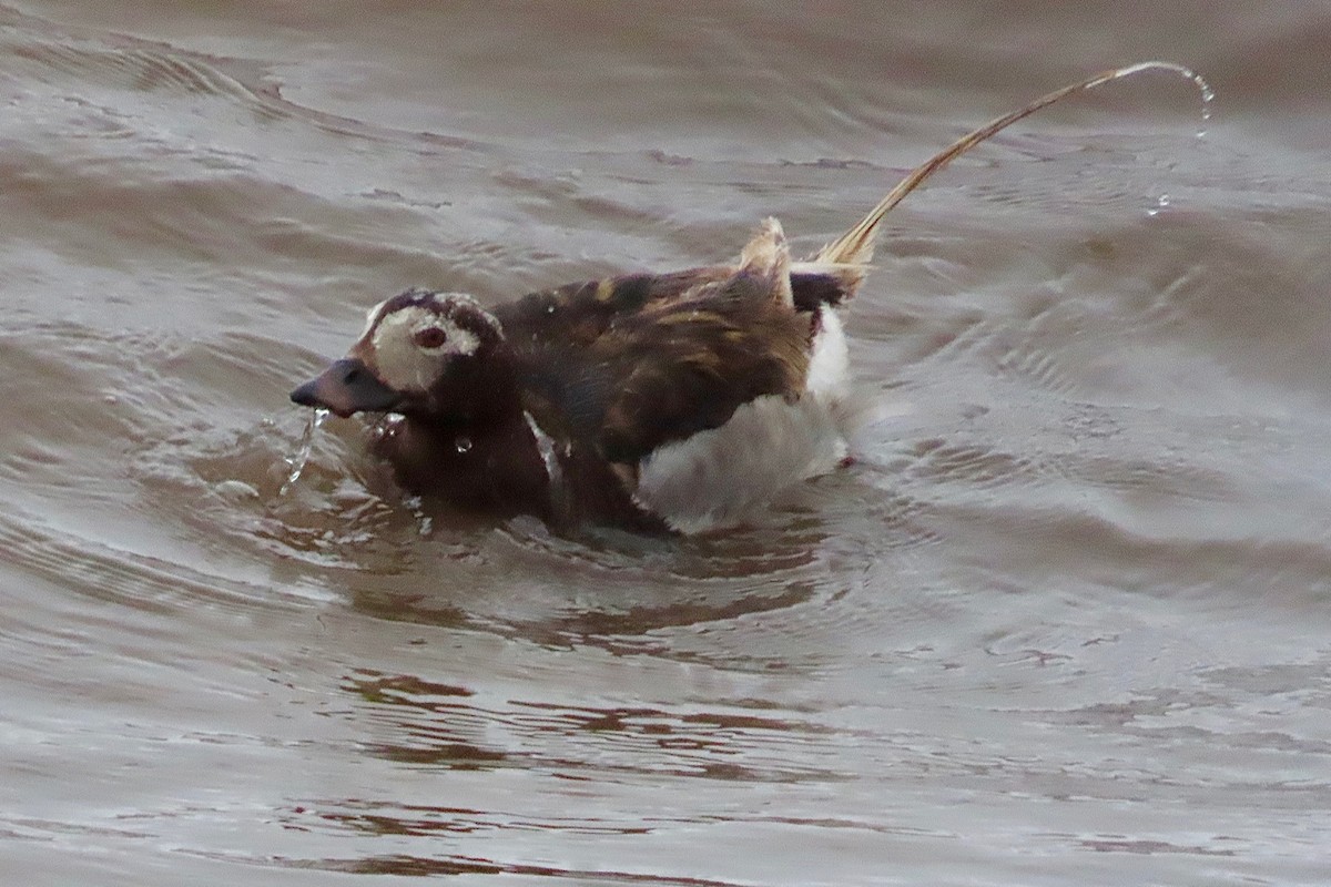 Long-tailed Duck - Guy Poisson